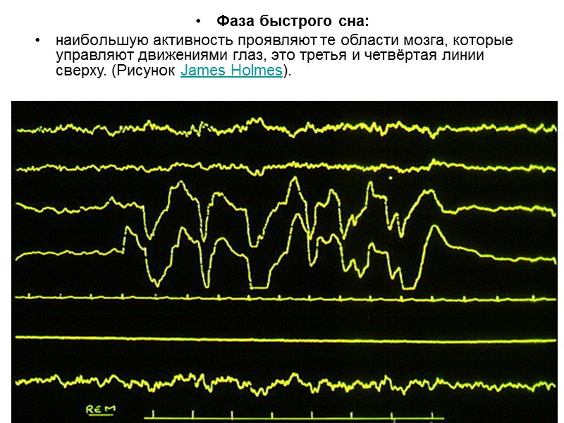 Фаза быстрого сна:  наибольшую активность проявляют те области мозга, которые управляют движениями глаз,